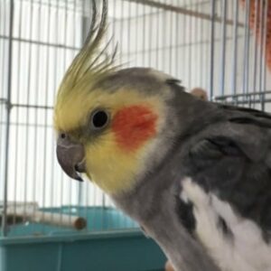 優待インコさん